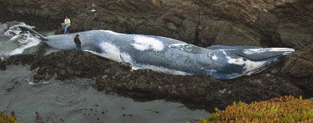Lewis and Clark find beached blue whale