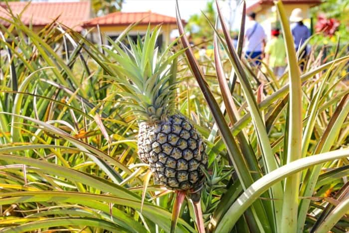 Hawaii sends out the first shipment of canned pineapple