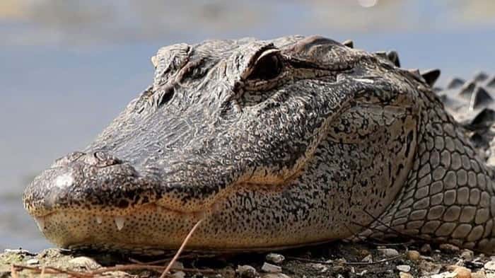 American business Edward Avery Mcilhenny shoots record 19.2 foot long alligator in Louisiana