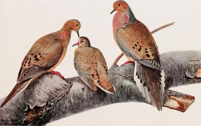 The last passenger pigeon dies at the Cincinnati Zoo
