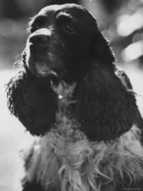 Richard Nixon Delivered Famous "Checkers Speech"